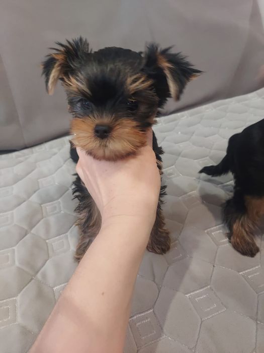 Продам Мини щенков Йорка.