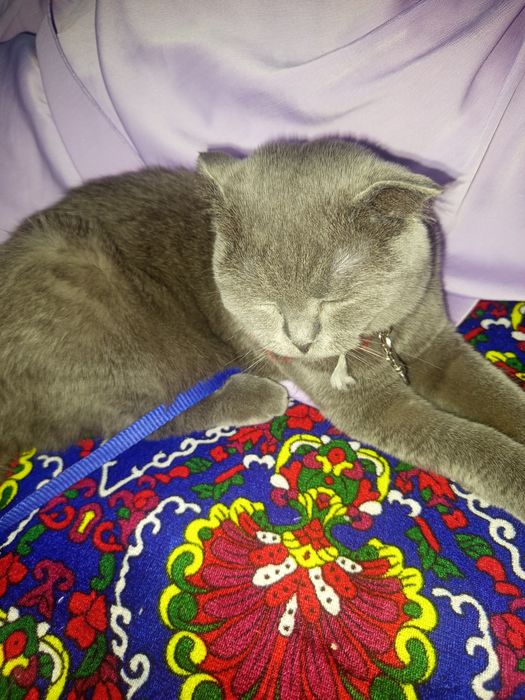 «Шотландская кошка Афина»