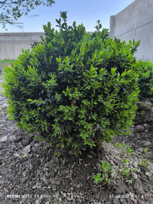 Shamshod ko'chatlari