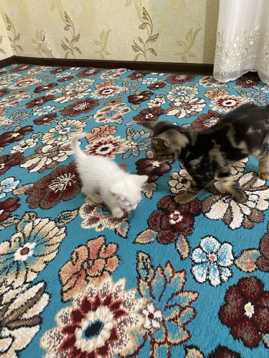 Отдам котят в хорошие руки