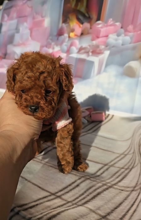 !РЕЗЕРВИРАНО!Пудел той с родословие - 5 поколения назад