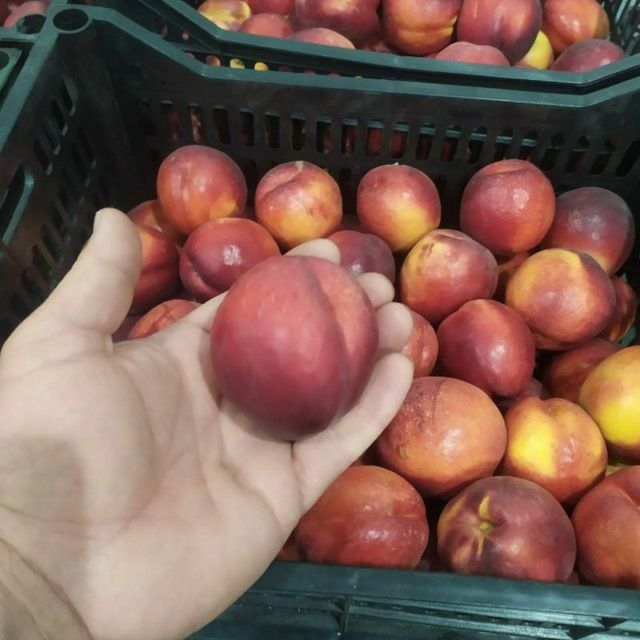 SHOFTOLI ШОФТОЛИ koʻchatlari sotuvda sortiga qonuniy kafolat beramiz