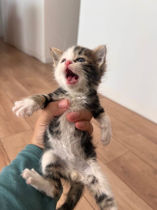 Маленькие котята