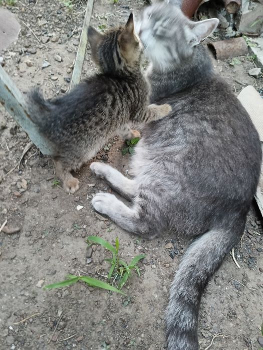 Отдам котят в добрые руки