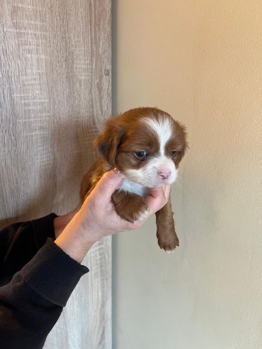 Pechinez 6 saptamani cauta familie iubitoare