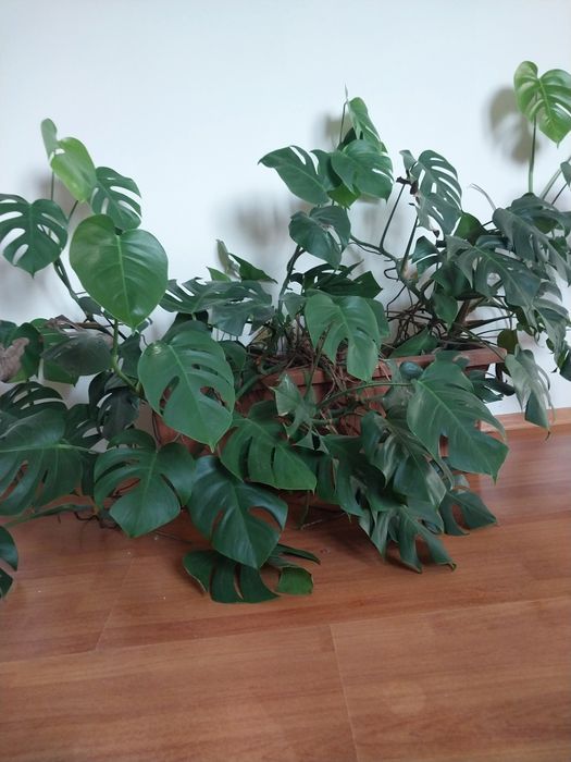 Комнатные растения Крупномеры лимон,монстера