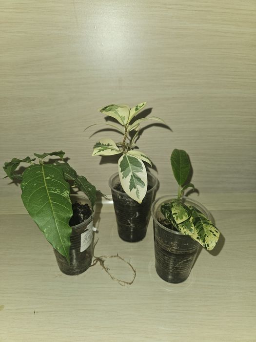 Фикусы 3 сортов.