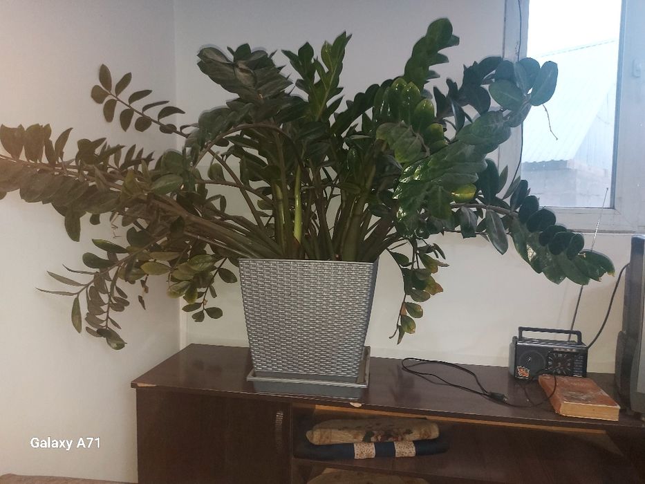 Долоровое дерево