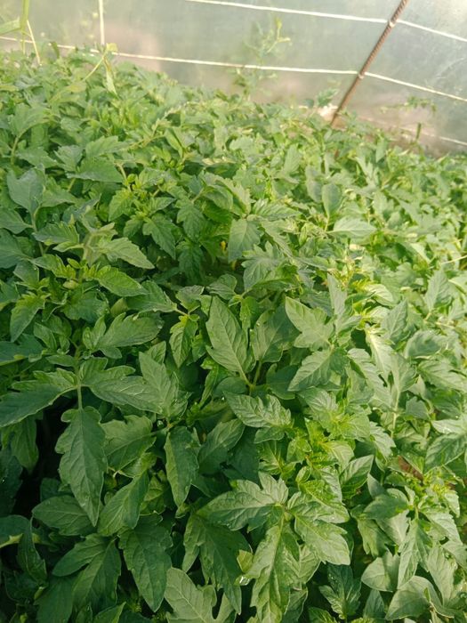 Продаю разные сорта расады
