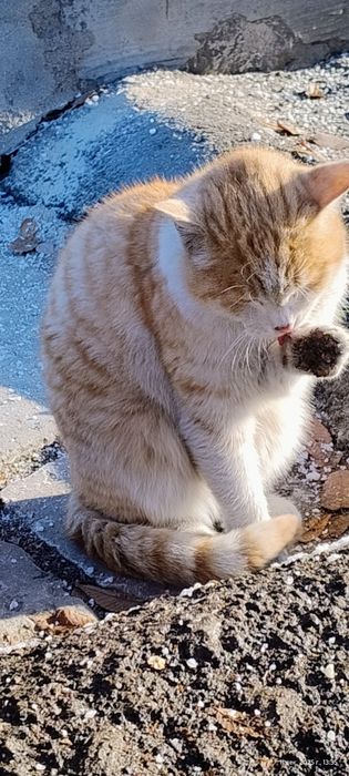 Найден кот рыжий