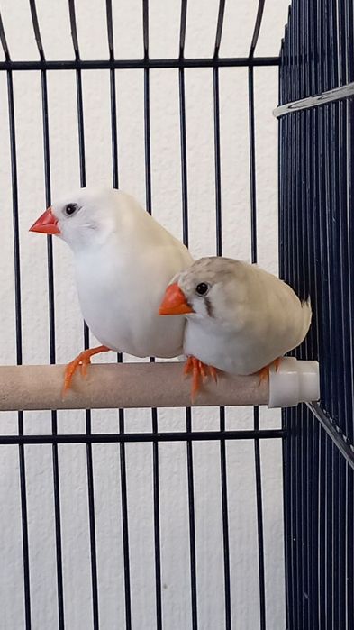 Попугайлар сатылады молодняктар