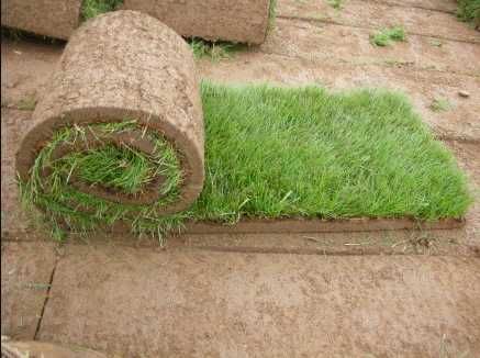 Gazon Rulou Calitate extra