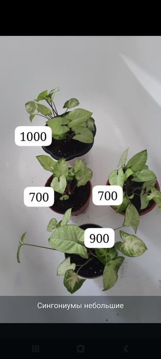 Продам сингониум