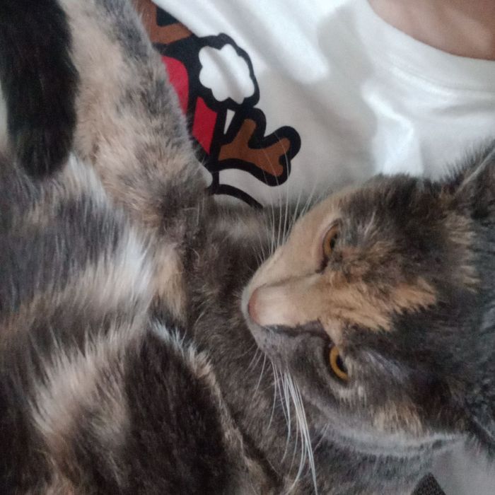 Кошка пропала! Помогите найти!