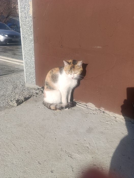 Отдам кошку в добрые руки