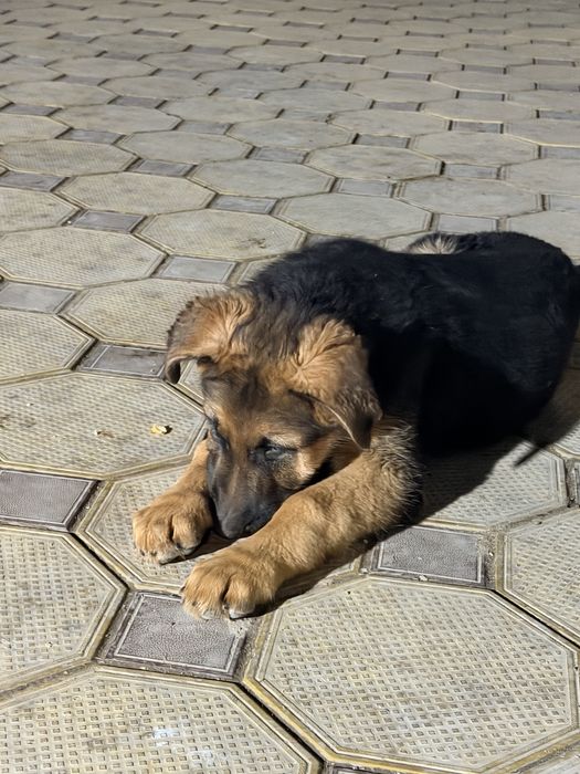 Щенкт немецкой овчарки