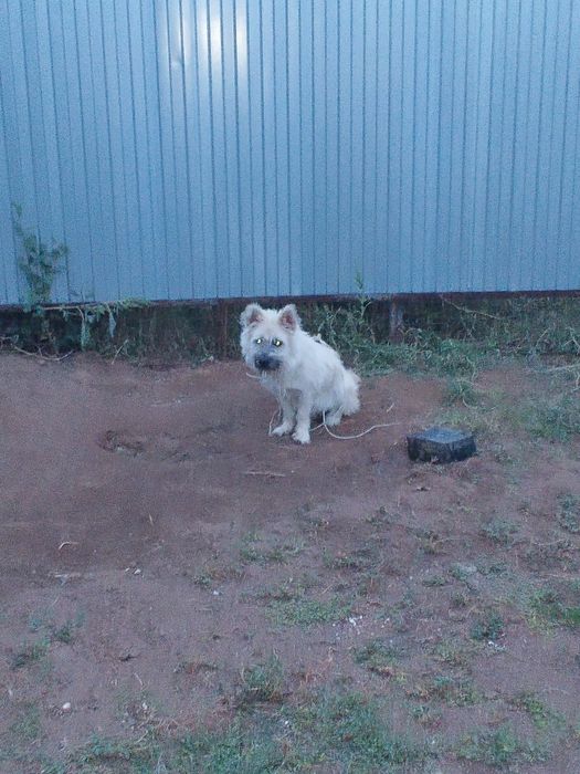 собака красивый маленкий