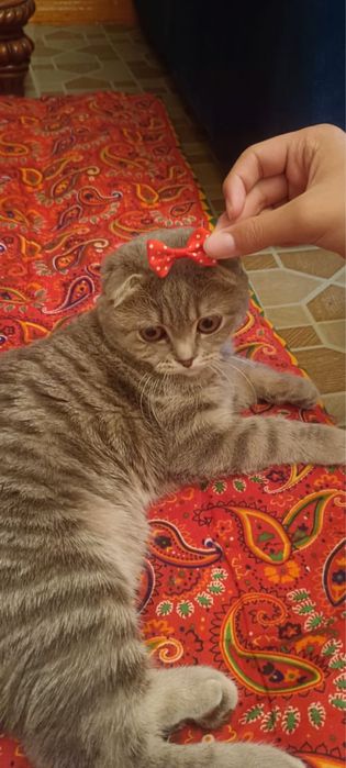 Отдам кошку в добрые руки