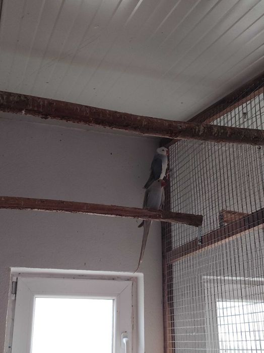 Micul și Marele Alexandru