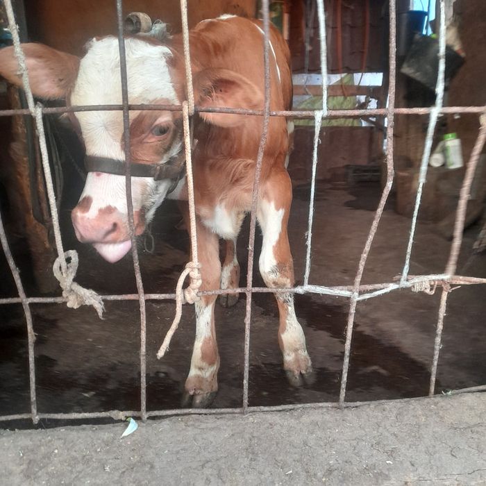 Vand doi tauri unul de un an si 8 luni si unul de doua luni