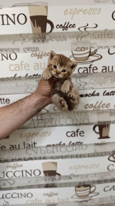 Shinshila mushukchalarimiz