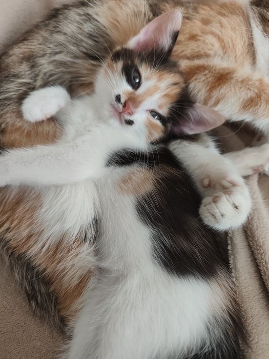 Отдам котенка девочка