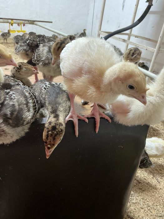 Бронза 708-Хайбрид тер