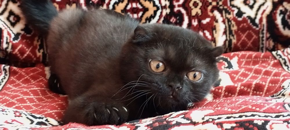 Шотландский,Вислоухий котенок 1.5 месяца здоровый