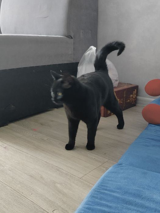 отдается кот бесплатно