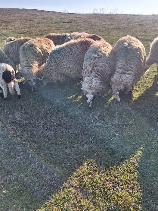 Oi tinere cu lapte de vanzare