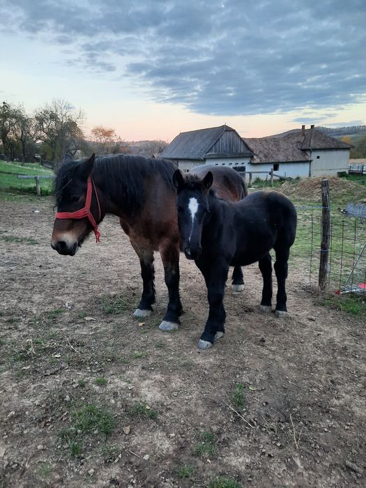 Vând mânz de 3 luni