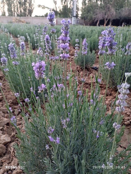 Lavanda  gullar.
