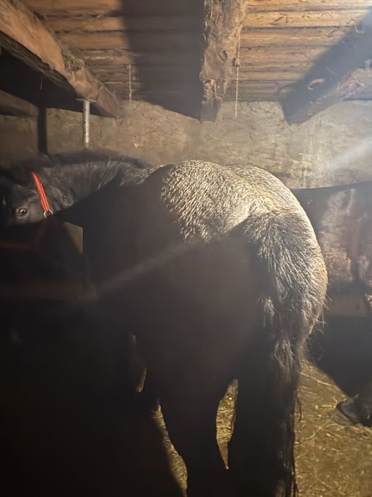 De vanzare manza de 3 ani