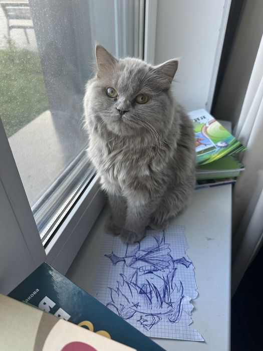 Кошка британский длинношерстный