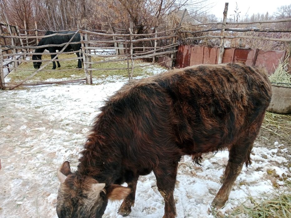 Продаю бычков !!
