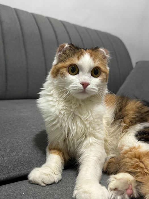 ищем кота для вязки