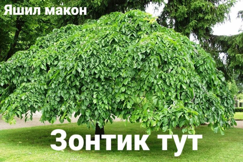 Pavloniya va Dekarativ  ko'chatlari Arzon narxlarda