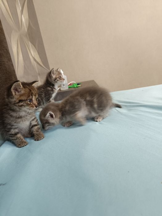 Маленькие котята