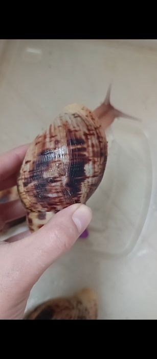 Ретикулята стандарт 14 14,5 15 см