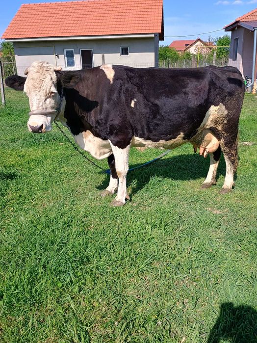 Vând vaca Holstein de 7 ani