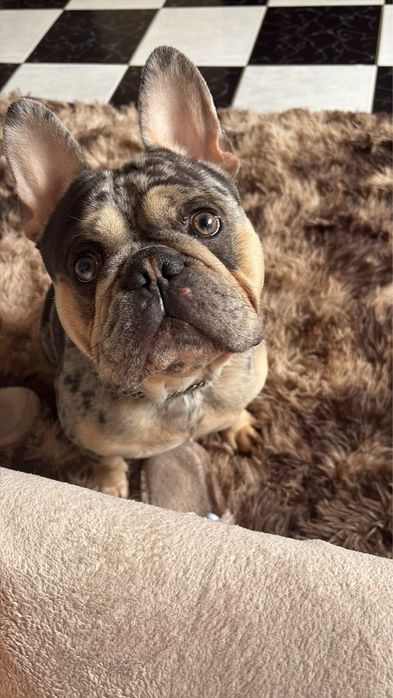 Buldog francez cu pedigree
