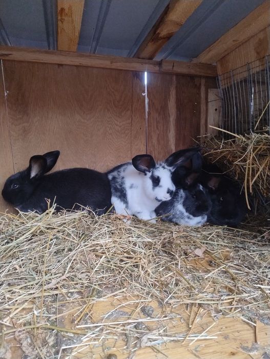 Iepurașii de vanzare