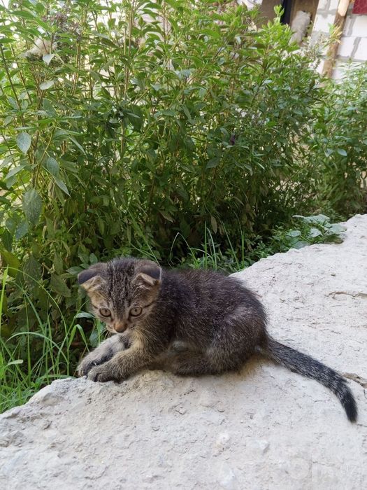 Мушукча  Котёнок