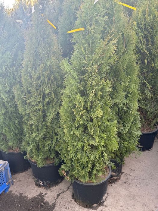 Туя Смарагд, туя с посадкой