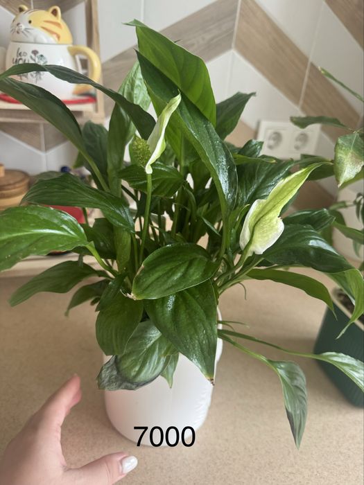 Комнатные цветы ухоженные