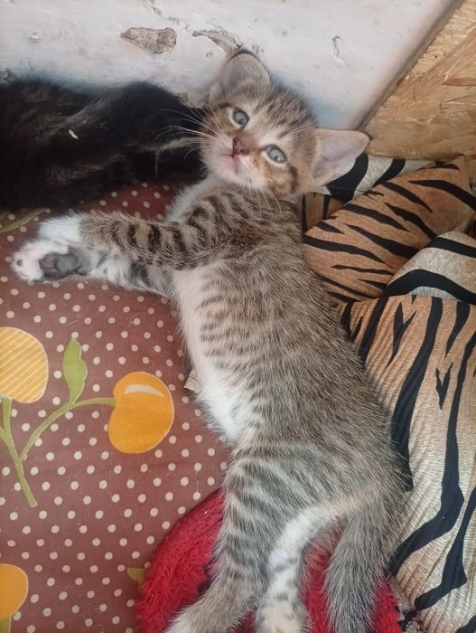 Котята бесплатно