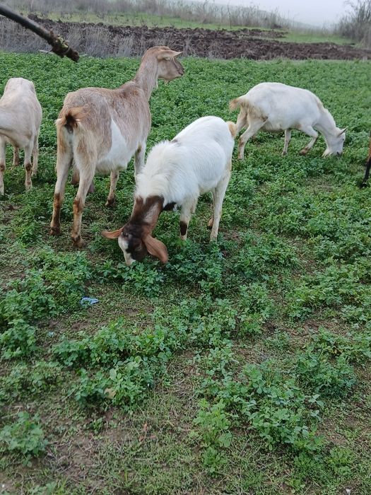Vând țap de 11 luni