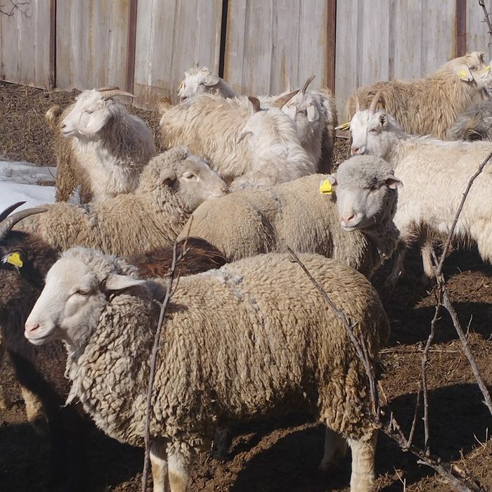 Бараны  козлы козы овцы ешки кой