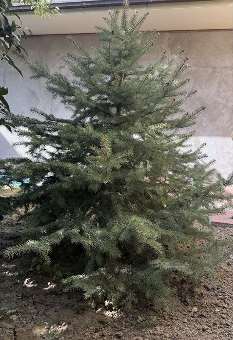 Голубая ель | ko’k archa