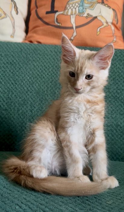 Продам котенка Мейн-кун Костанай